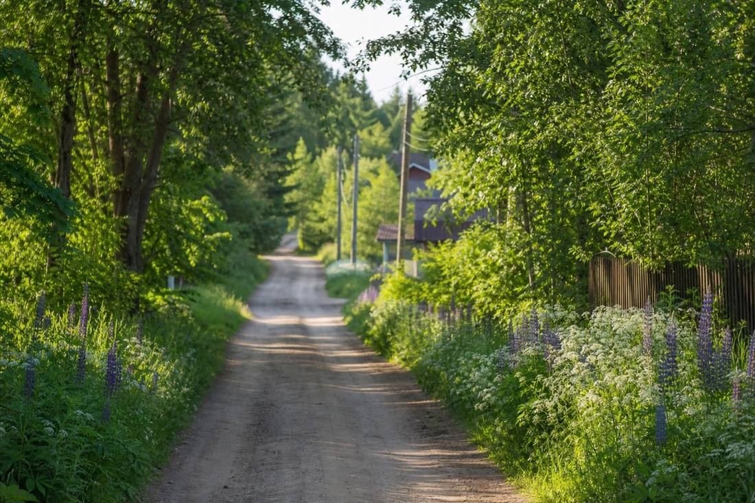 Аллея деревьев в СНТ